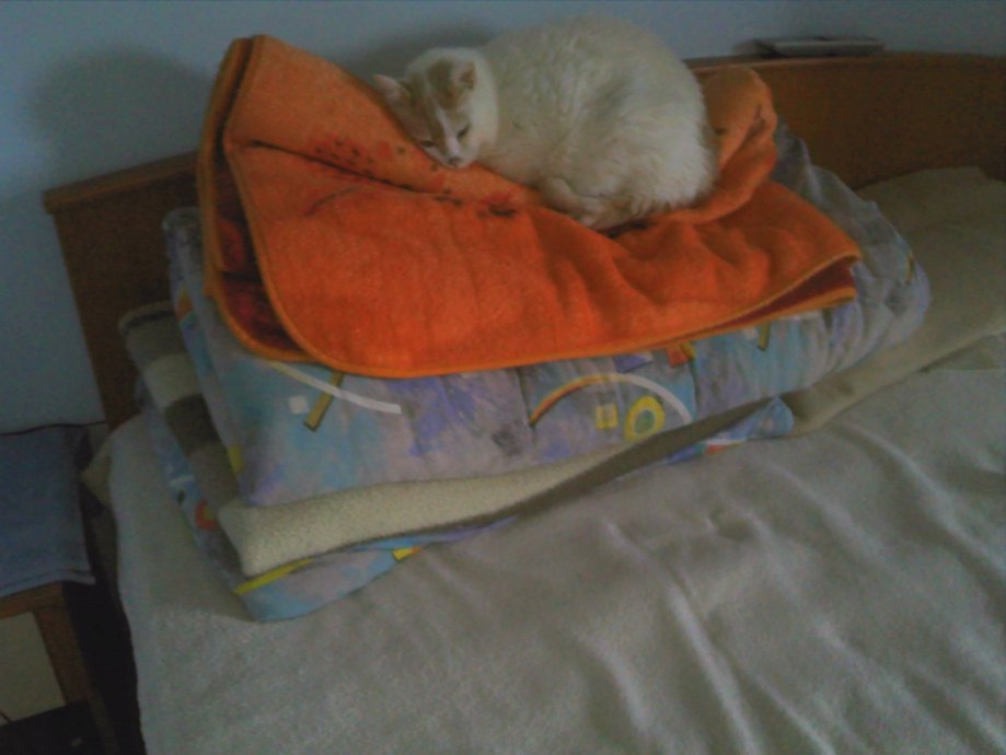 Pravilo br. 1: ako želite prodati stan nabavite mačku i snimite je na jastuku. Beli Manastir, 57 m2.