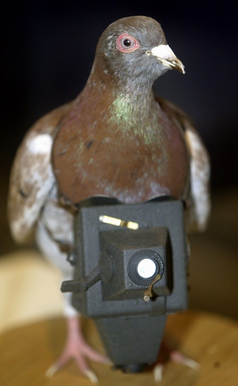 A replica of Cher Ami, the US Signal Corps photo pigeon that was awarded the "Croix de Guerre" by the French government in WWI for heroic service after flying over France wounded for 25 miles in 25 minutes with a automatic camera strapped to his chest that was taking battlefield photos, on display at Washington DC's newest attraction, The International Spy Museum, which will open 19 July 2002 at 8th and "F" Streets downtown. The 68,000 square-foot museum is the first of it's kind in the US and is solely dedicated to the craft, history, and role of espionage through the ages. interactive exhibits, exclusive artifacts, as well as a high end restaurant await the visitor with adults paying $11.00(USD), and $8.00(USD) for children. AFP PHOTO/Paul J. RICHARDS / AFP PHOTO / PAUL J. RICHARDS