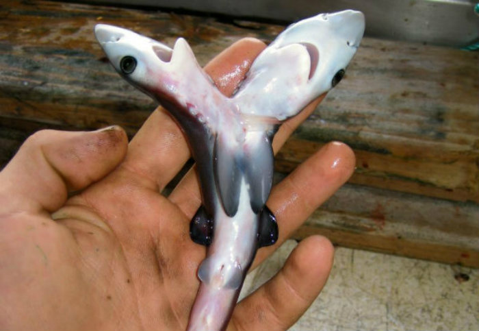 shark111