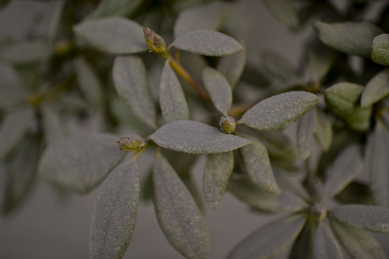 Biljke su potpuno prekrivene sivim slojem, foto AFP
