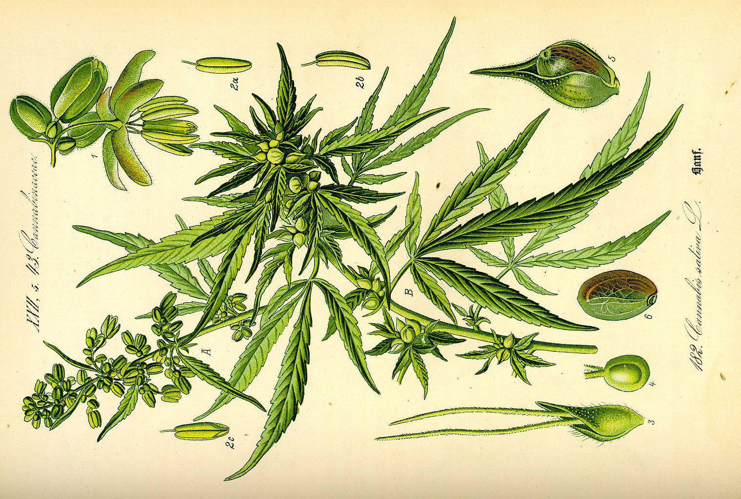 Ботаники марихуана конопля и нервные клетки
