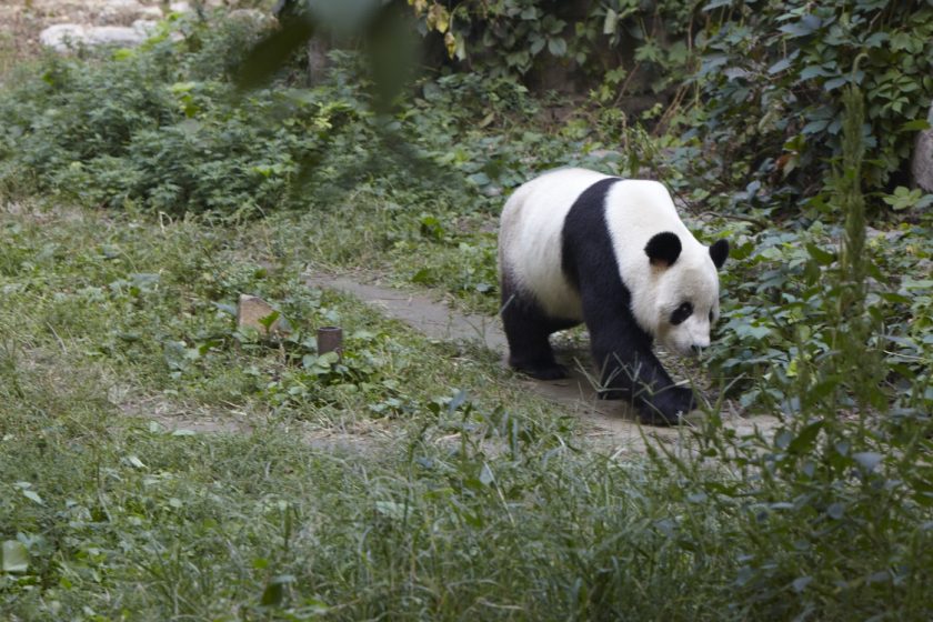 Izlazi panda