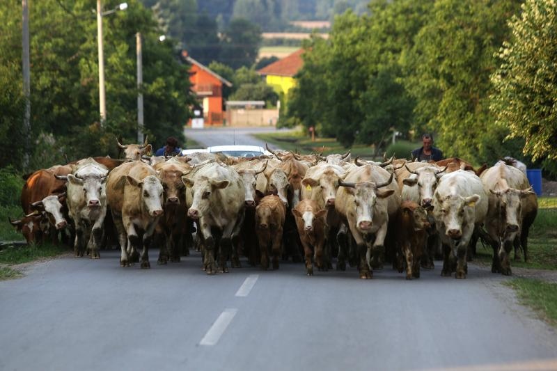 Obitelj Markić je u petak u 6.10 ujutro sa stotinjak krava krenula prema Đakovu.