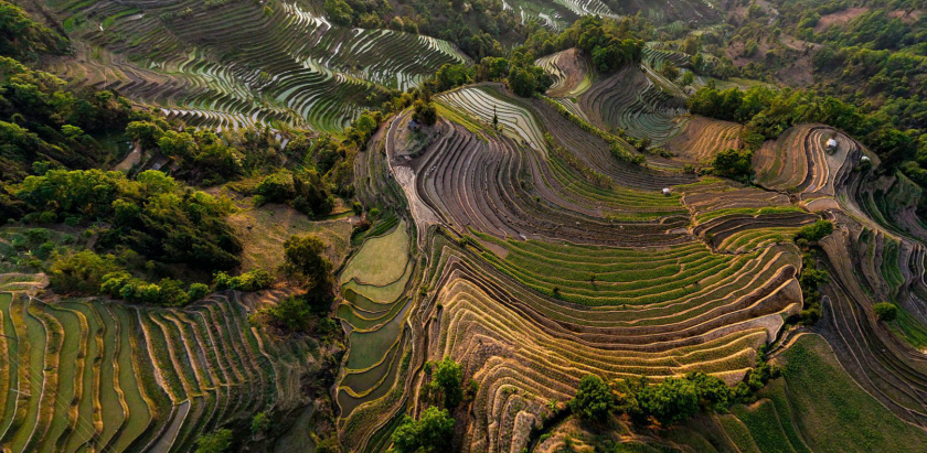 Polja riže u Kini