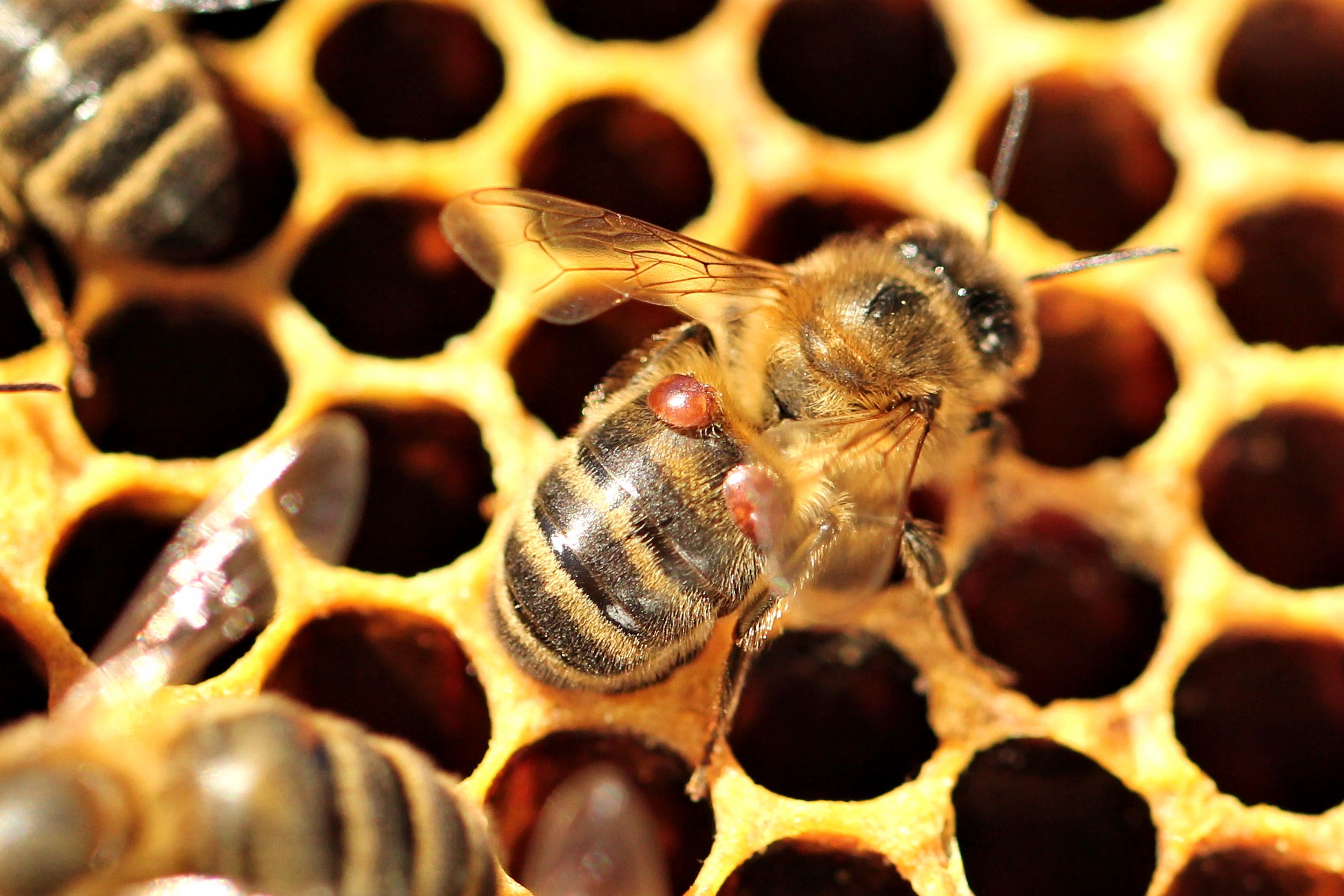 Исследование пчел в лаборатории. Варроатоз болезнь пчел. Клещ пчелиный варроатоз. Клещи варроа.