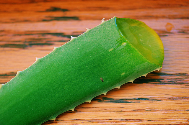 Aloe vera