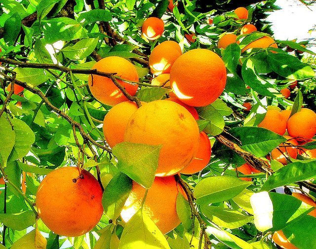 Naranče su dobar izvor C vitamina
