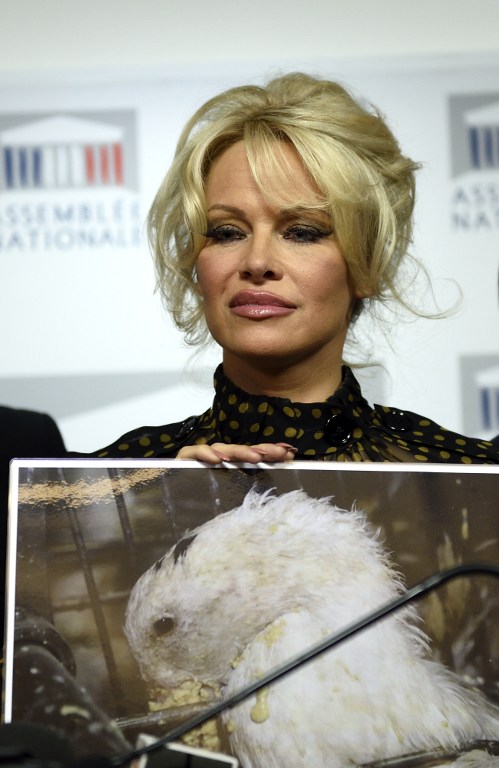 US actress Pamela Anderson shows a picture of a geese as she gives a press conference after attending a session of questions to the Government at the French National Assembly in Paris on January 19, 2016. Former "Baywatch" star Pamela Anderson set feathers flying in the French parliament on Tuesday when she turned up to support a ban on force-feeding ducks and geese to make foie gras. / AFP / Eric FEFERBERG