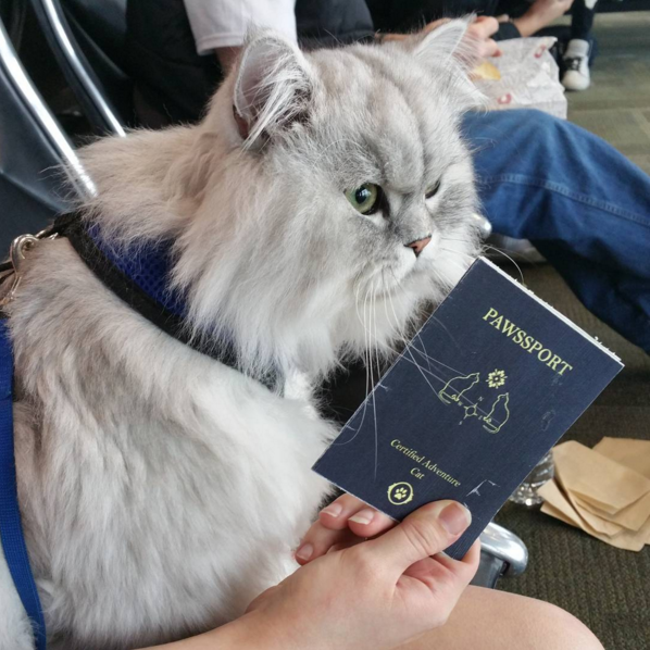 Gandalf i njegova putovnica