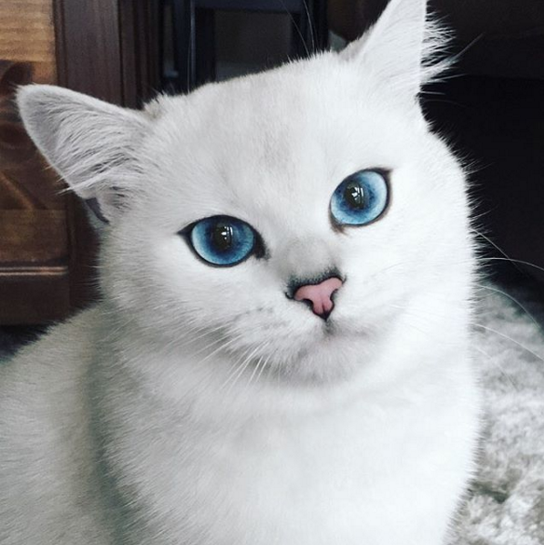 Njegove plave oči oduševljavaju internet