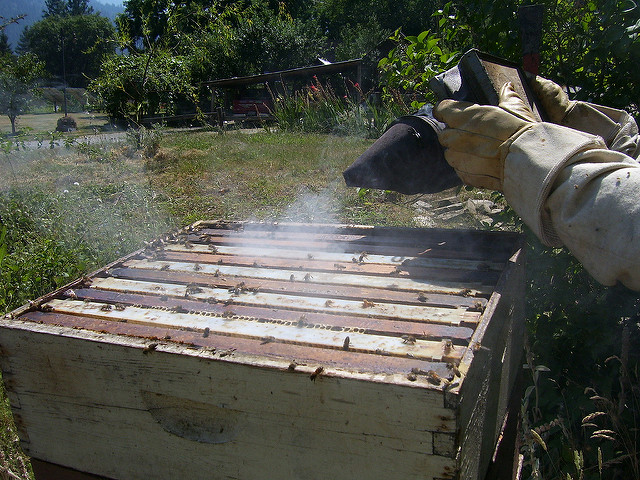 Pčelari dimom smiruju košnicu