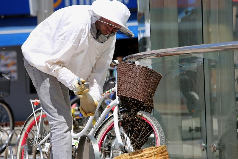 Pčelama se sviđa na biciklu