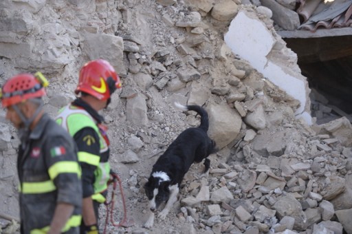 Rescue and emergency services personnel searches for victims with a dog in the central Italian village of Amatrice, on August 24, 2016 after a powerful earthquake rocked central Italy. A powerful earthquake rattled a remote area of central Italy on August 24, 2016, leaving at least 120 people dead and scenes of carnage in mountain villages. With 368 people injured and an unknown number trapped under rubble, the figure of dead and wounded was expected to rise in the wake of the pre-dawn quake, Prime Minister Matteo Renzi warned. / AFP PHOTO / FILIPPO MONTEFORTE