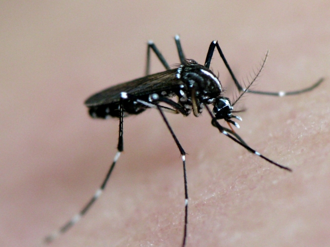 Komarac koji prenosi ziku prenosi i druge tropske bolesti