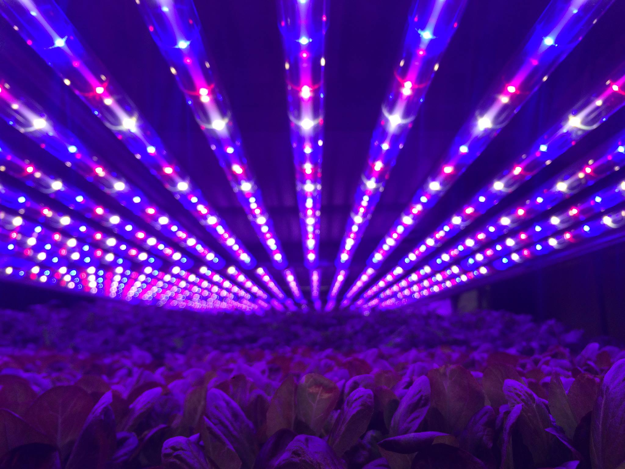 Biljke pod LED svjetlom