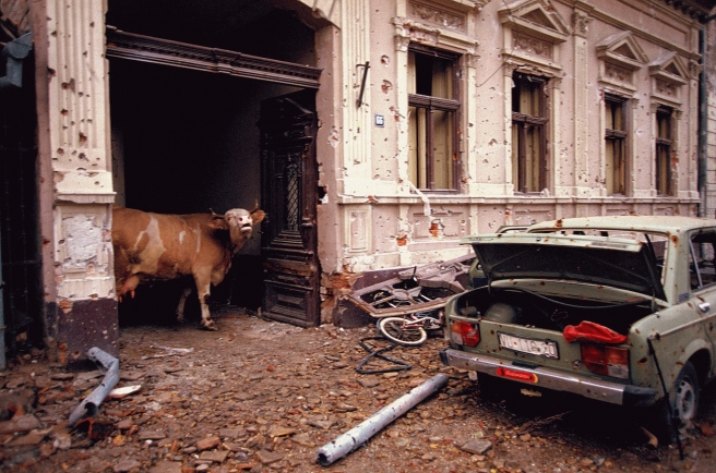 Ethnic Cleansing - A cow wanders in the destroyed streets of the Croatian city of Vukovar, Nov. 19, 1991. The city was completely destroyed after three months of bombing by Serbian forces., Image: 116177615, License: Rights-managed, Restrictions: Content available for editorial use, pre-approval required for all other uses. This content not available to be downloaded through Quick Pic Not available for license and invoicing to customers located in the Czech Republic. Not available for license and invoicing to customers located in the Netherlands. Not available for license and invoicing to customers located in India. Not available for license and invoicing to customers located in Finland. Not available for license and invoicing to customers located in Italy., Model Release: no, Credit line: Profimedia, Corbis VII