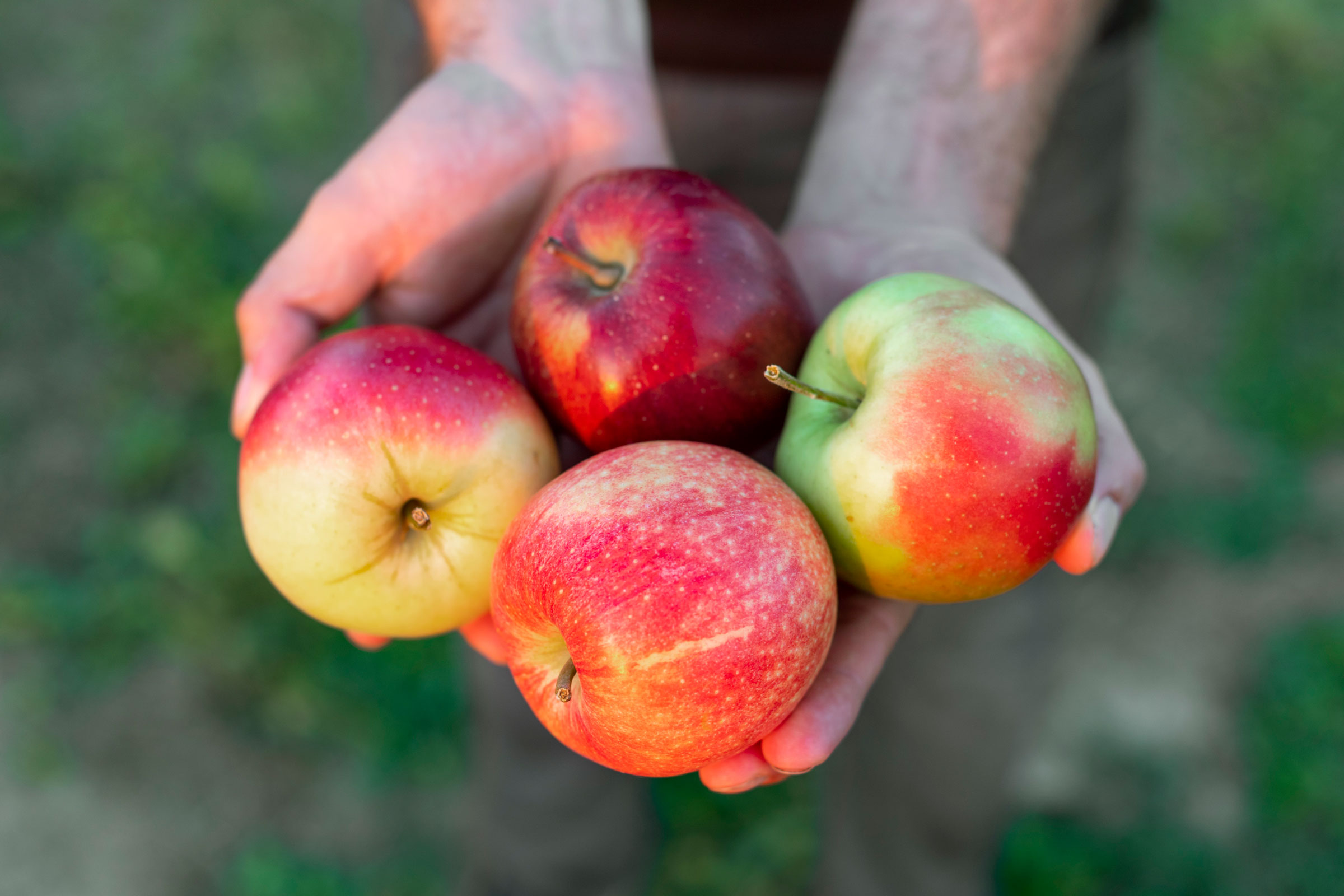 Domaće jabuke OPG Čeh iz Međimurja proizvodi za Kaufland