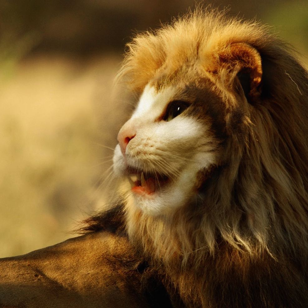 Oscar, kralj lavova.