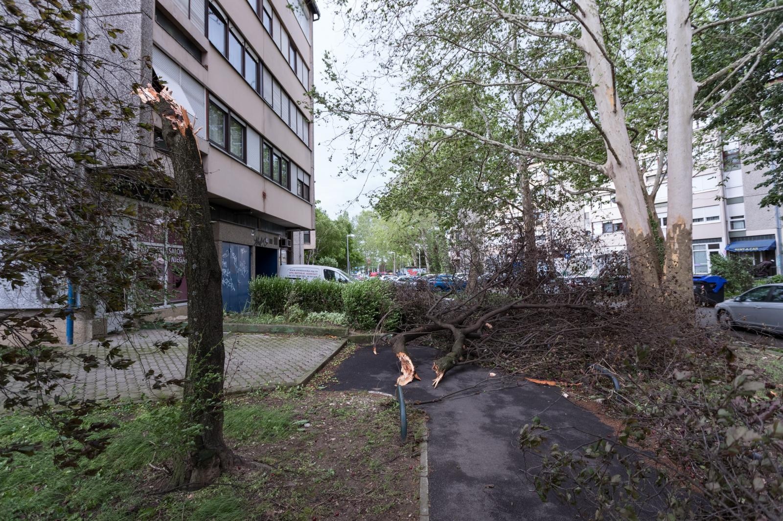Drvo koje se izvrnulo ispred zgrade u ulici Slavka Batušića na Španskom.