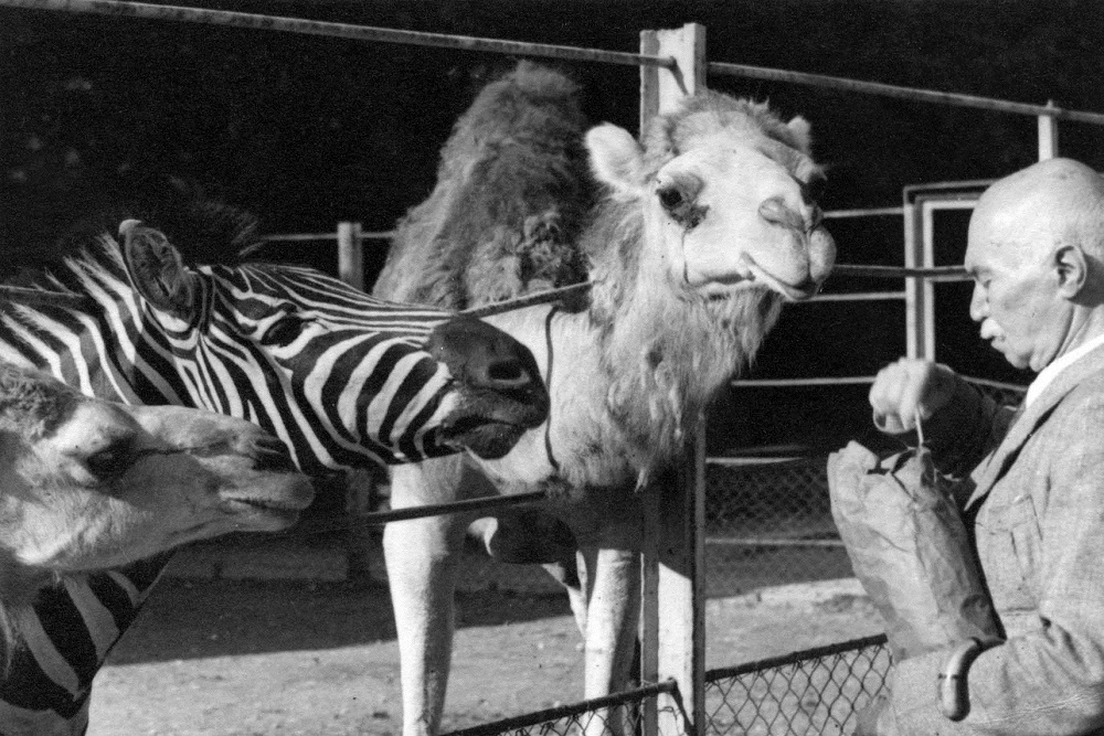 Dolenec je pola stoljeća brinuo za životinje, a iste godine kada i on u zoo su stigle deve i zebre. 