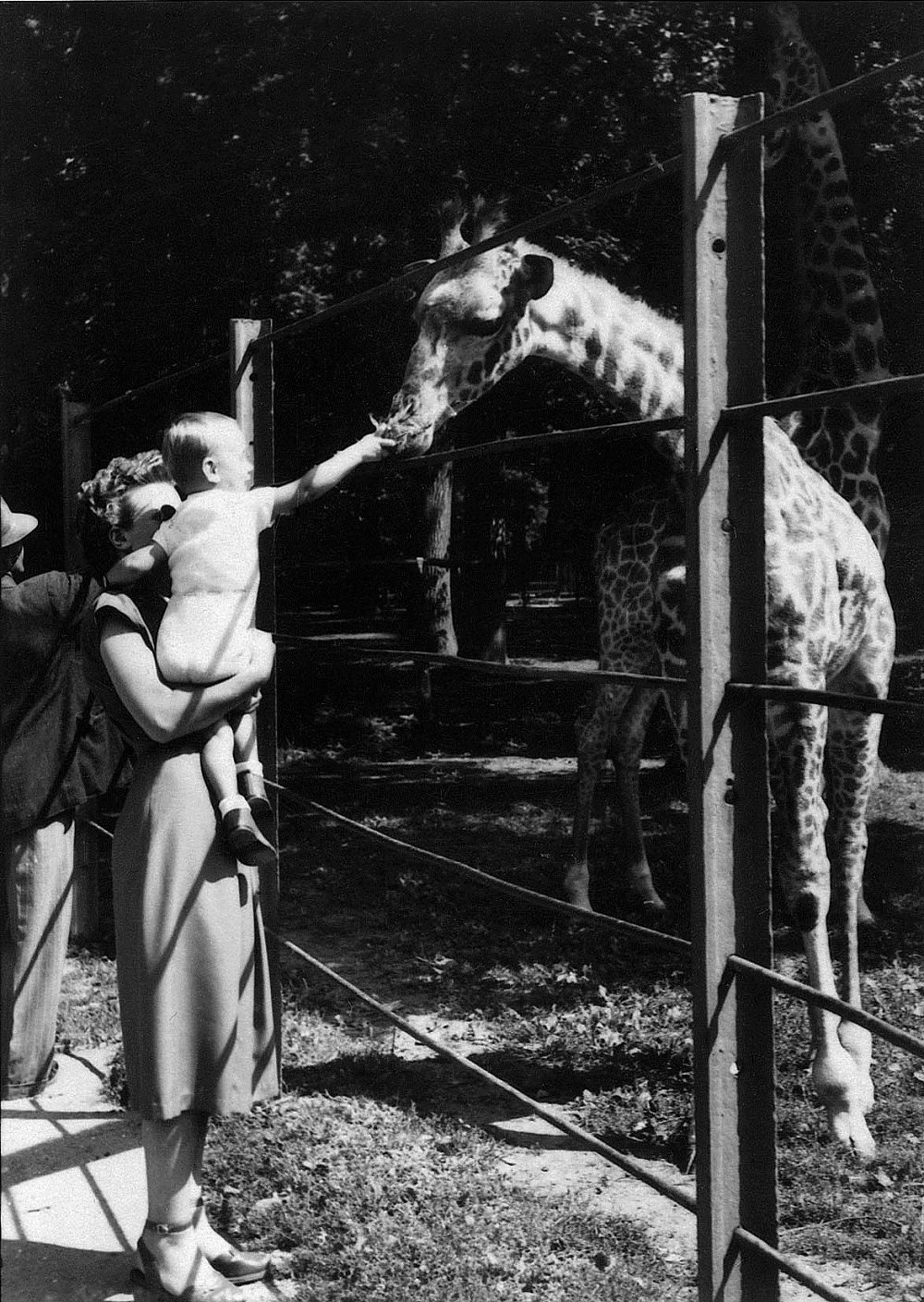 Jedna od rijetkih fotografija žirafa iz 1955. godine.