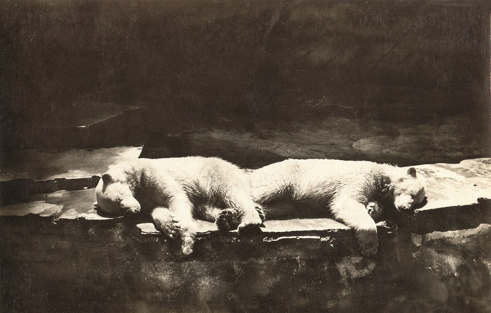 Medvjeđi par Nikola i Selma, snimljen 1926. godine u zoološkom vrtu.