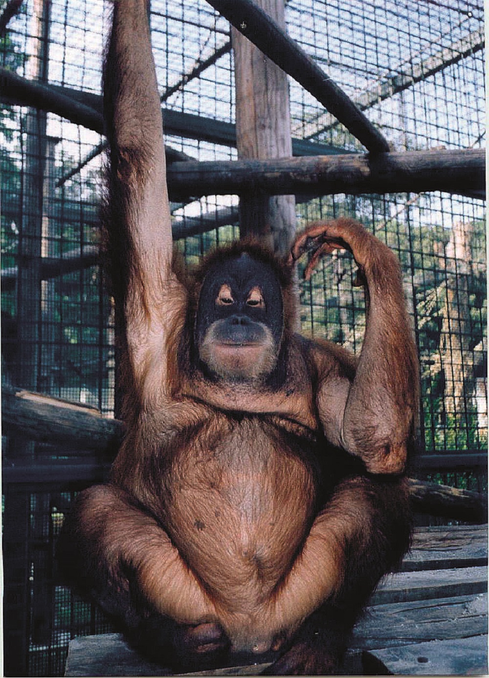 Orangutanica Okana spremno je pozirala za fotke.