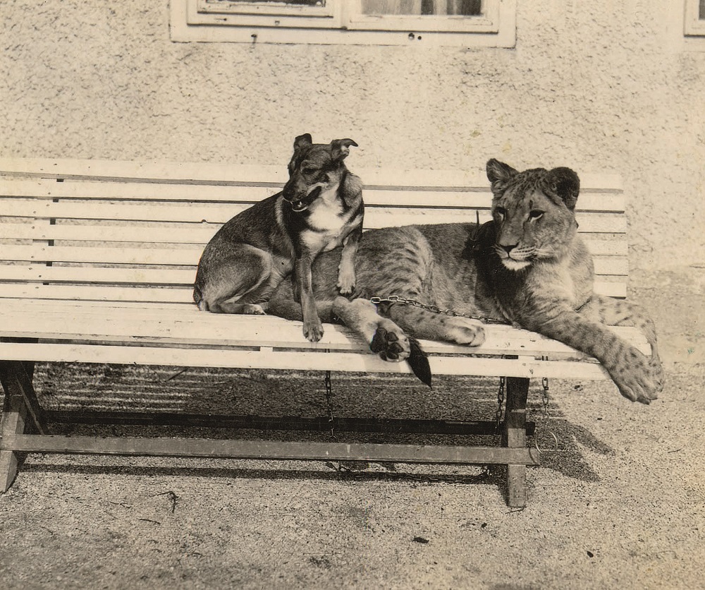 U zagrebačkom zoološkom razvila su se i neka čudnovata prijateljstva, poput ovog između kujice i lavice 1930. godine.