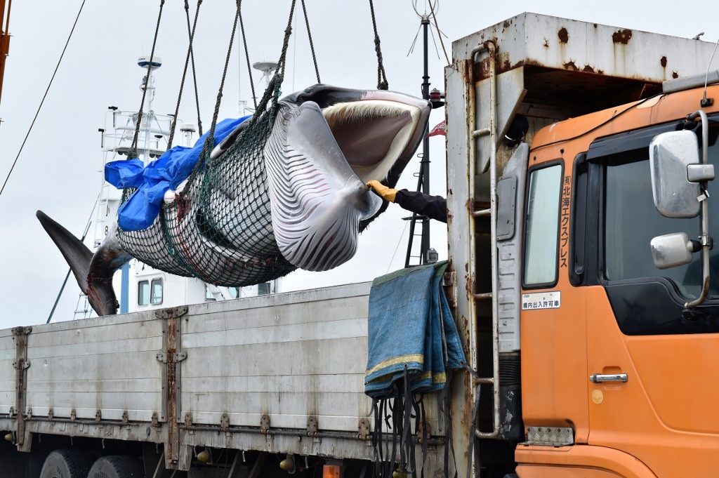 Izlovljavanje kitova za prehranu je bilo često samo u priobalnim dijelovima Japana, no intenziviralo se tijekom drugog svjetskog rata, kada je vladala nestašica hrane u zemlji.