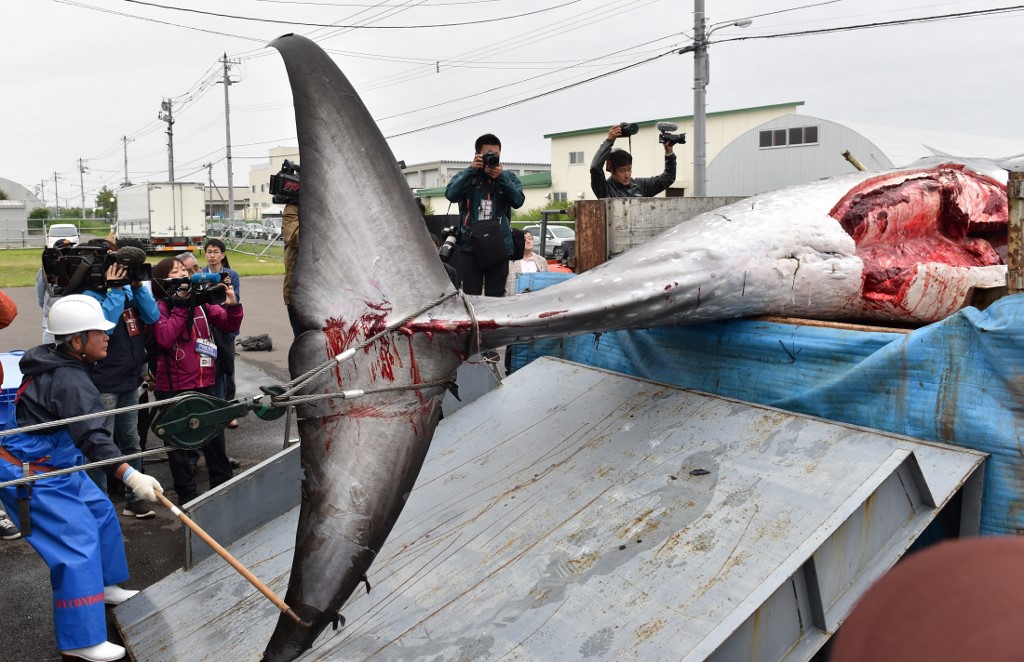 Ministarstvo ribarstva je dozvolilo izlovljavanje 52 minki, 150 Brydeovih i 25 sei kitova. Na slici je uhvaćeni minka kit.