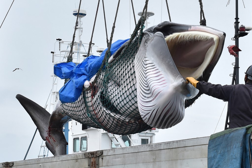 Greenpeace i ostale aktivističke udruge i dalje kritiziraju japansku odluku o nastavku komercijalnog kitolova, no za sada kažu da nemaju nikakav konkretan plan protiv njihove japanske odluke.