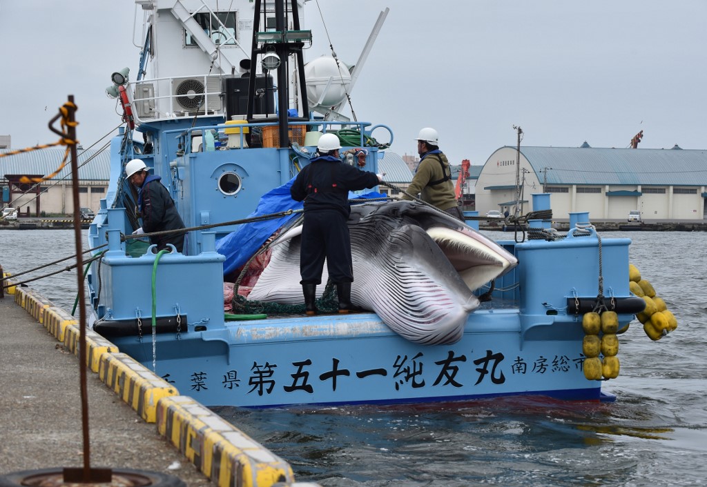 Unatoč zabranama, Japan je od 1987. godine do danas izlovljavao između 200 i 1200 kitova godišnje, pod krinkom znanstvenih istraživanja. Kritičari su tvrdili da je to bio samo izgovor, te da je meso kitova ionako završilo u trgovinama, nakon što se odradilo znanstveno istraživanje.