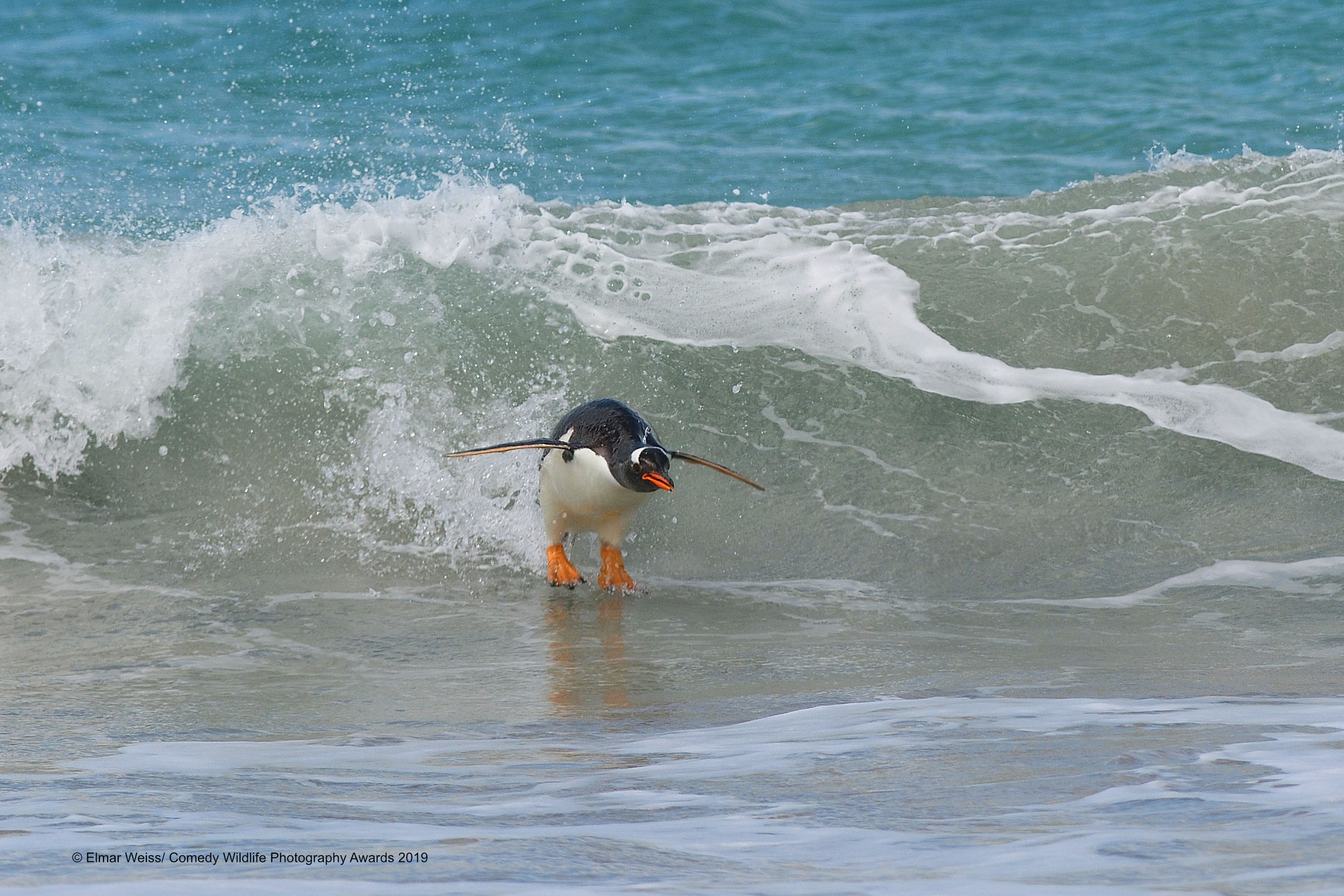 Pingvin surfa na Falklandskim otocima, snimio Elmar Weiss
