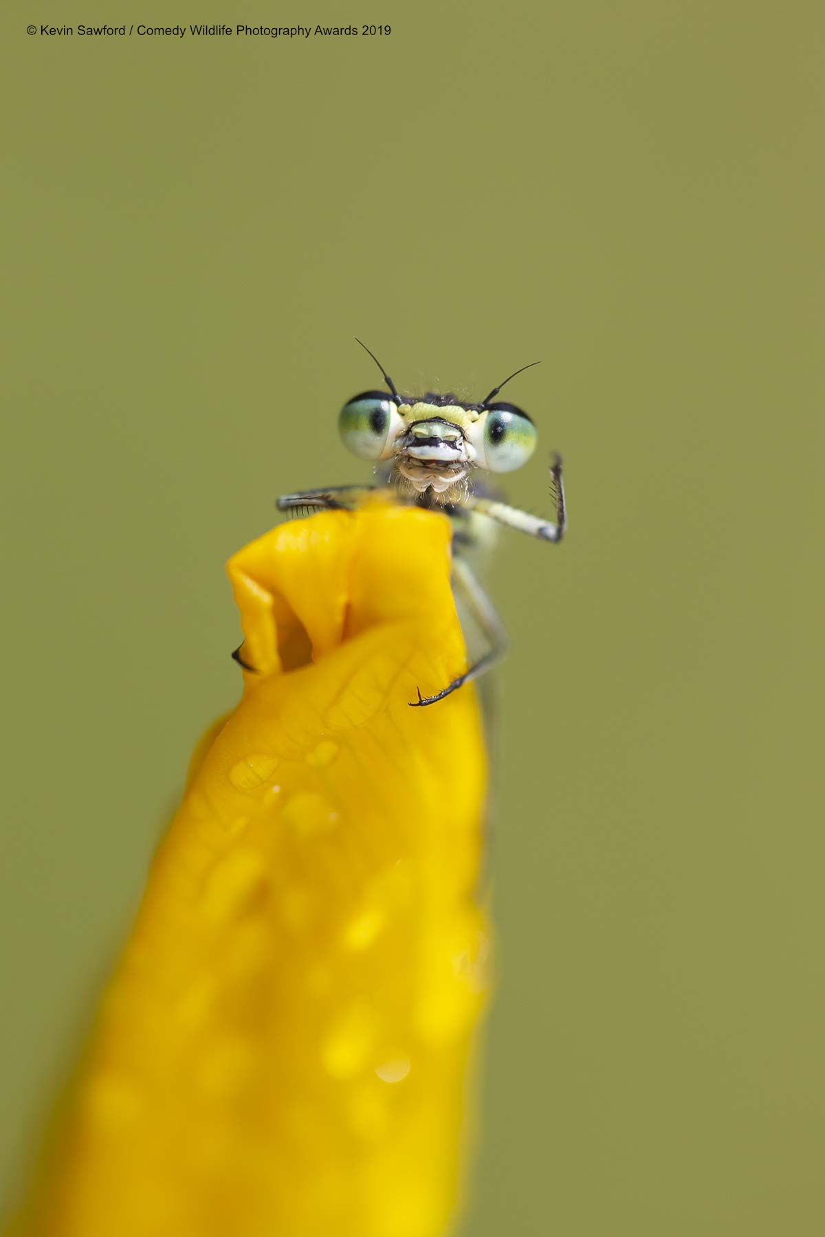 Ugrožena vrsta insekta Amanipodagrion gilliesi kaže bok, snimio Kevin Sawford
