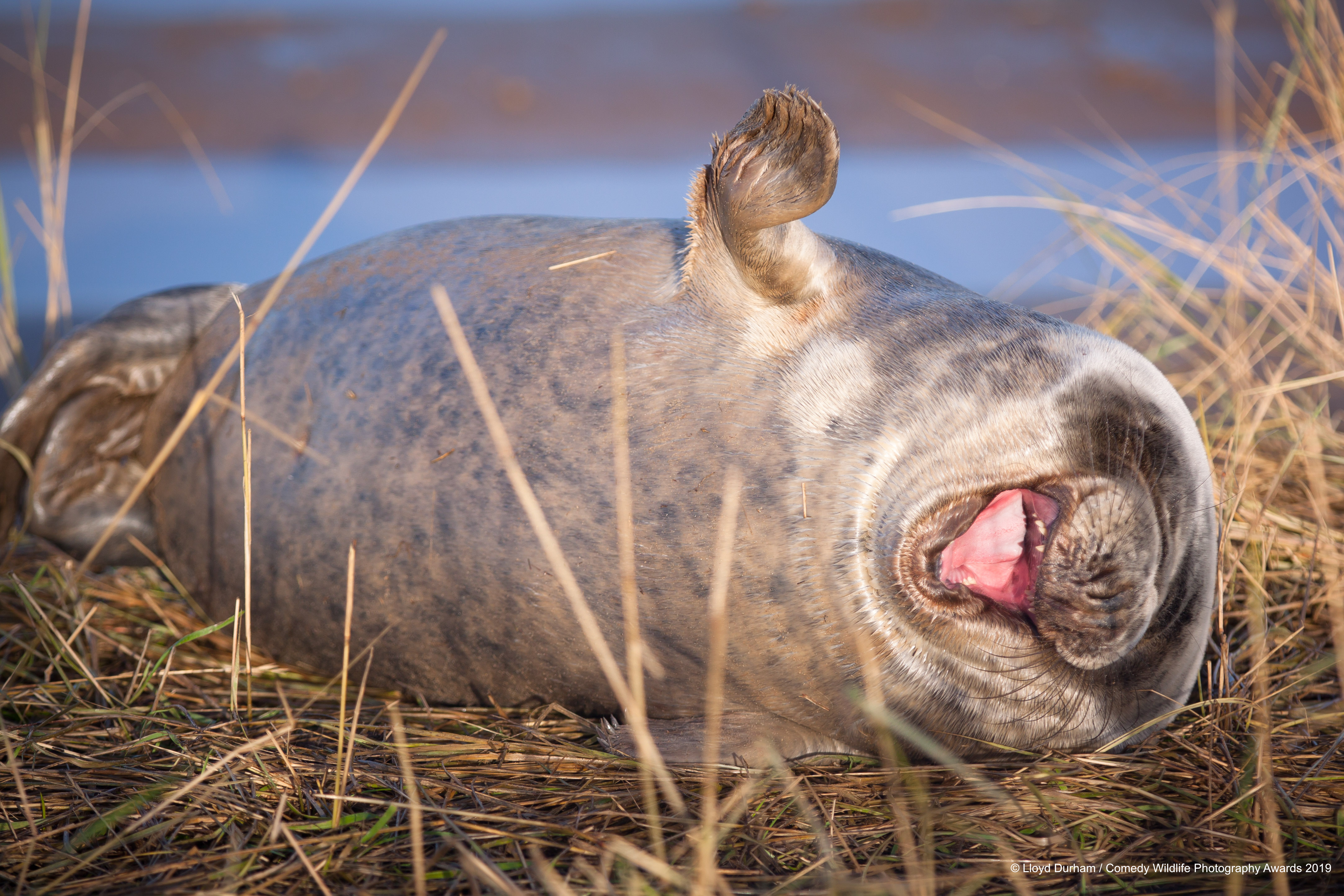 Sivi tuljan valja se od smijeha, snimio Lloyd Durham
