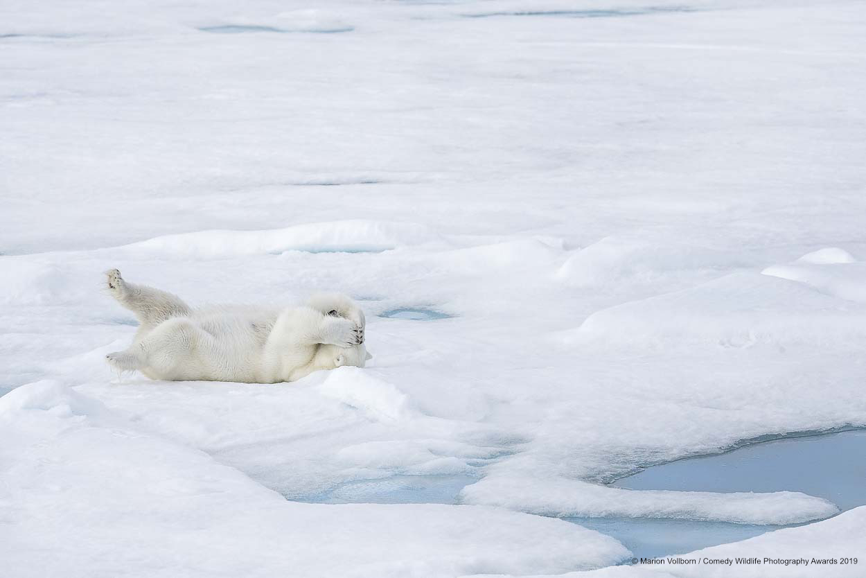 Polarni medvjed, snimila Marion Vollborn
