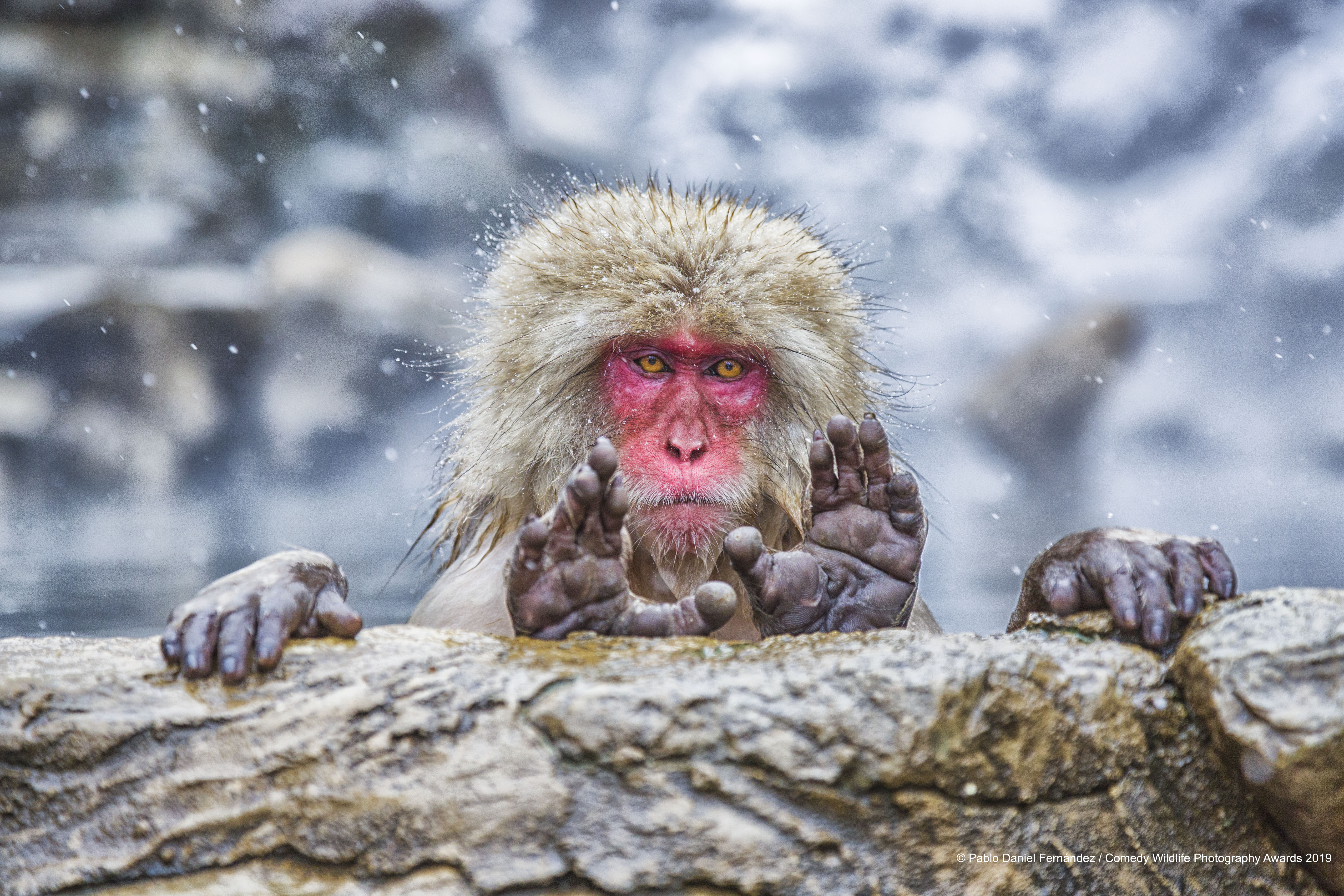 Japanski makaki, snimio Pablo Daniel FernÃ¡ndez
