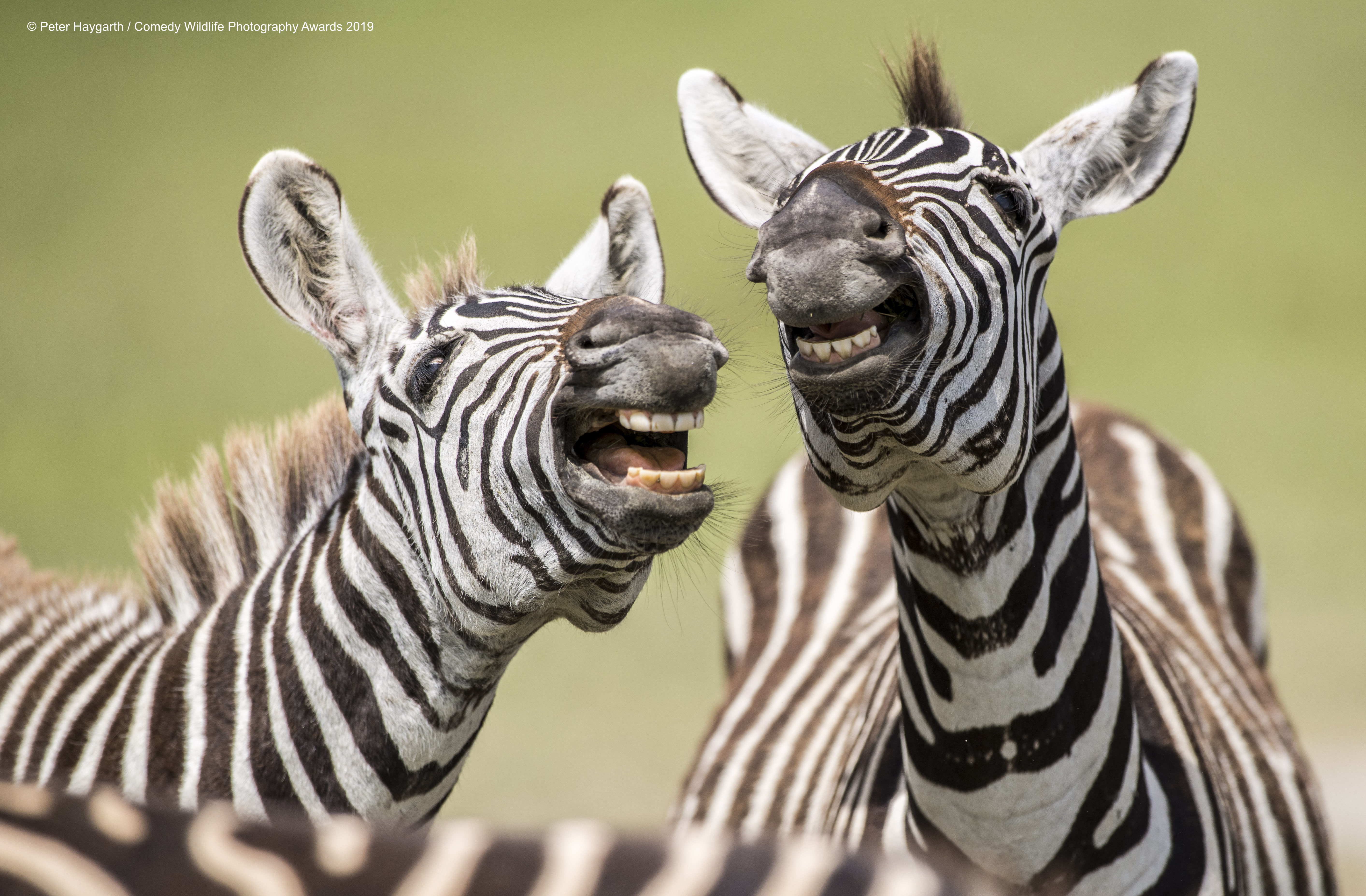 Dobro raspoložene zebre, snimio Peter Haygarth
