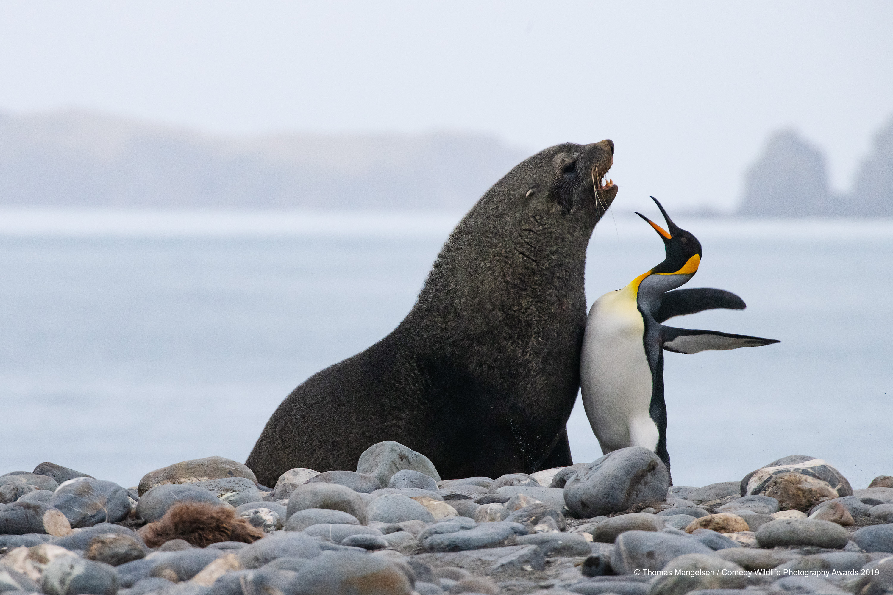 Obračun, ne baš pošten, između tuljana i pingvina, snima Thomas Mangelsen

