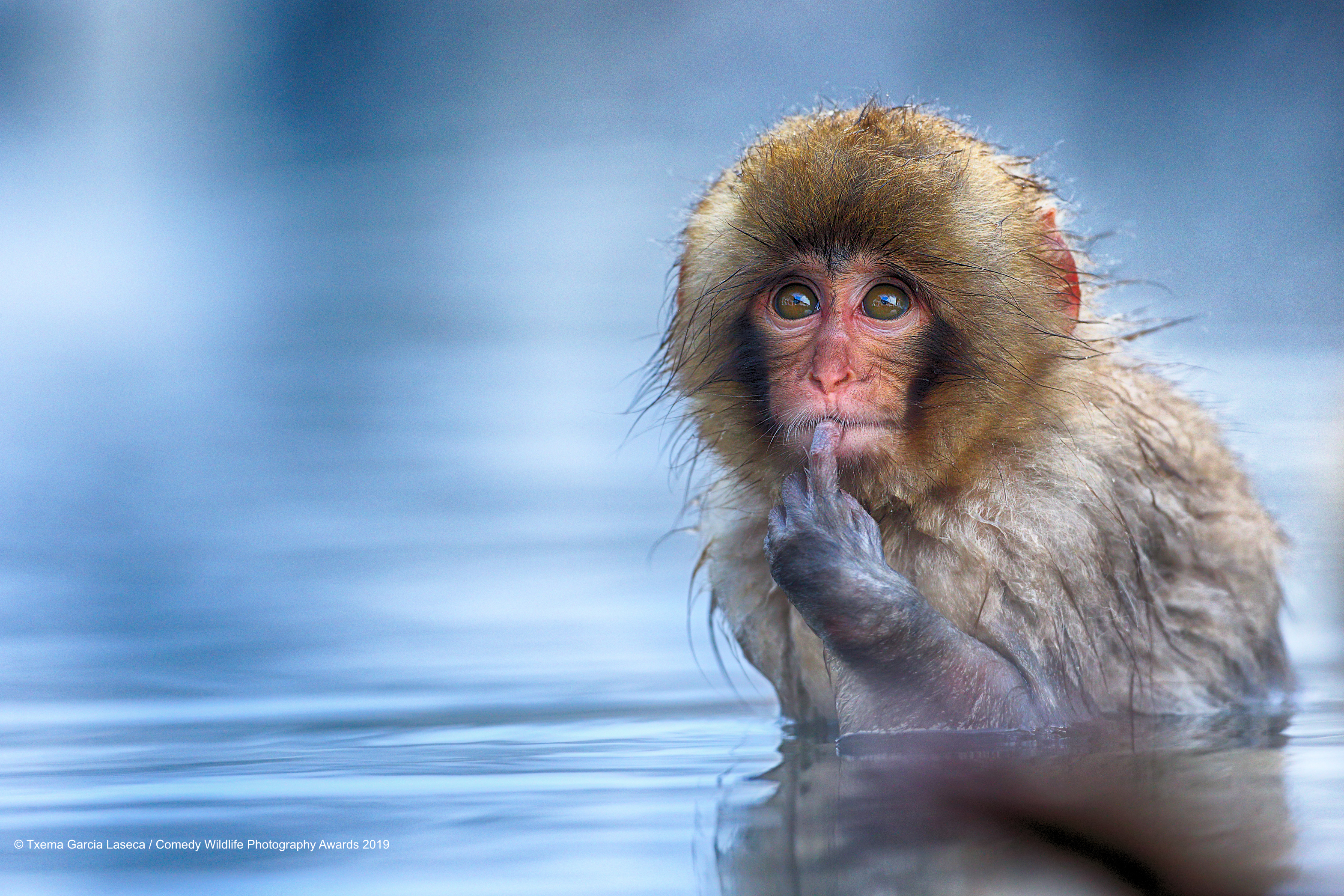 Zamišljeni makaki, snima Txema Garcia Laseca
