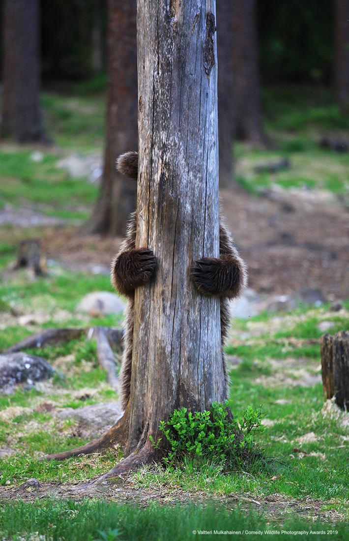 Medvjed koji se skriva, snima Valtteri Mulkahainen
