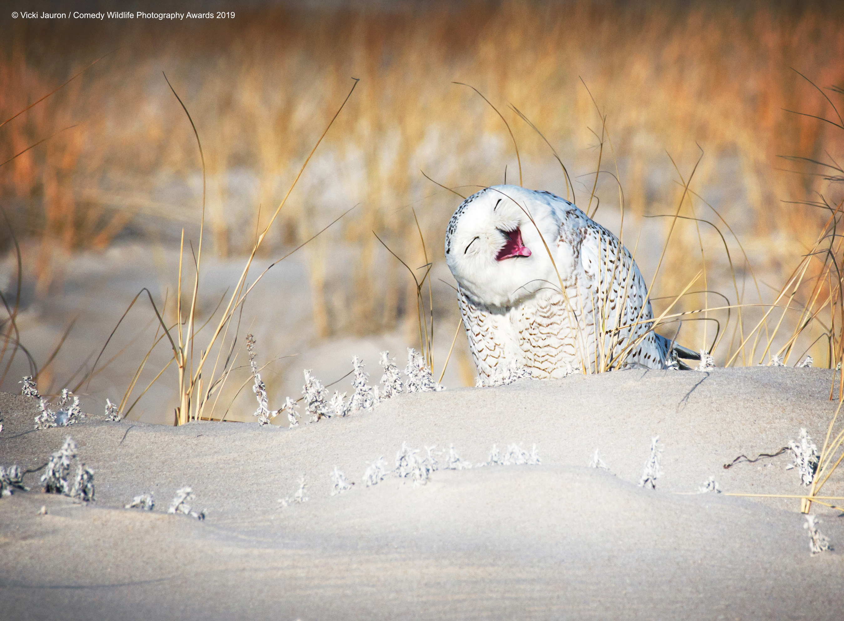 Vesela snježna sova, snima Vicki Jauron

