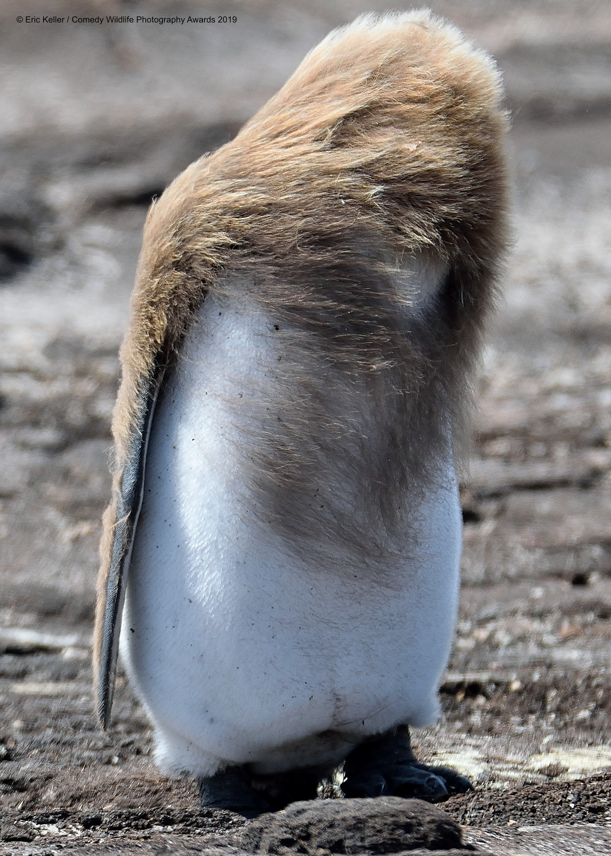 Kraljevski pingvin, snimio Eric Keller
