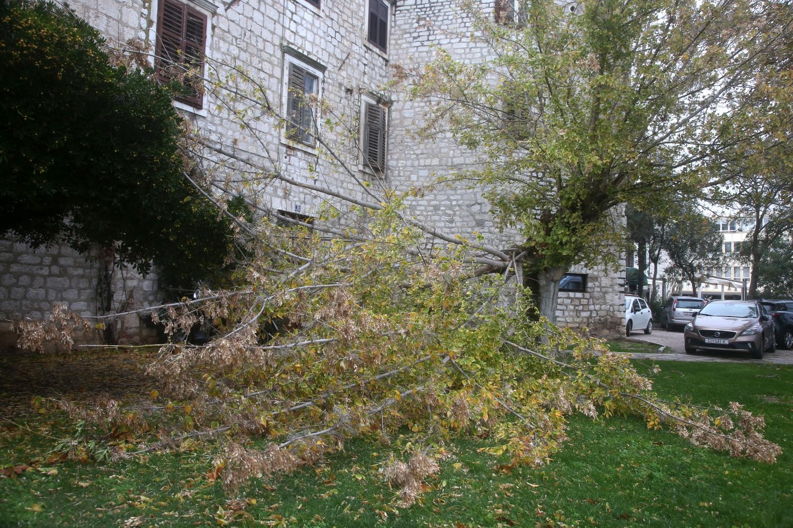 Nevrijeme je u Šibeniku rušilo stabla. Photo: Dusko Jaramaz/PIXSELL
