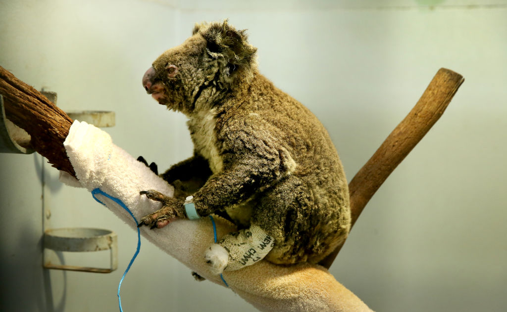 Nakon tretmana, koale se pušta u rehabilitacijsko dvorište, gdje mogu ljenčariti na drveću.