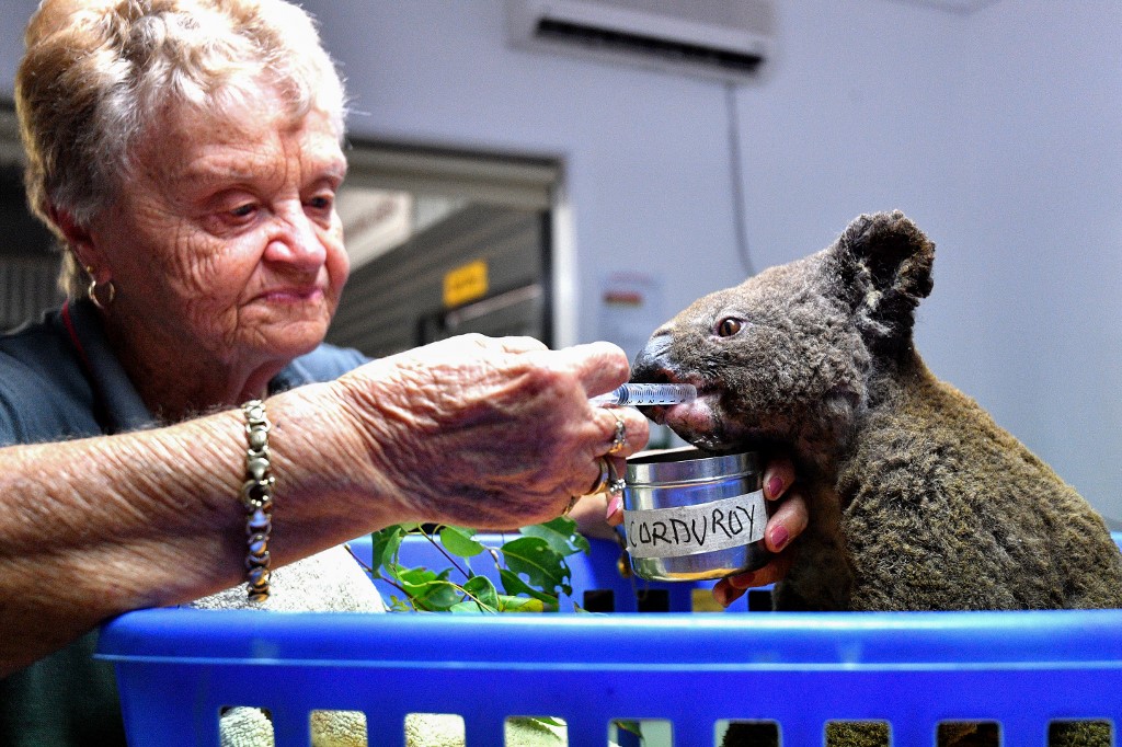 Ugroženim i ozlijeđenim koalama pomaže posebna bolnica u gradu Port Macquarie, koja je pokrenula i GoFundMe kampanju za prikupljanje sredstava za pomoć životinjicama. Ciljali su na 25.000 australskih dolara, no prikupili su preko 2,2 milijuna australskih dolara. To je ujedno i najuspješnija australska GoFundMe kampanja, koju su podržale neke poznate ličnosti, poput glumca Leonarda DiCaprija. U toj bolnici su u posljednjih mjesec dana nastale i ove fotografije.