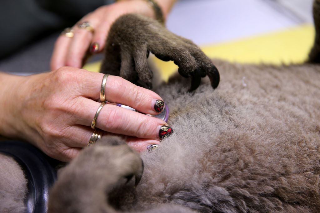 Bolnica je preko GoFundMe kampanje prikupila preko 45.000 donacija, koje će im pomoći u spašavanju populacije koala.