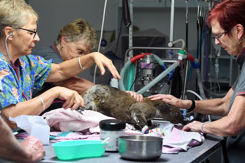 Otkada su počeli požari, ljudi u bolnici jedva stižu pružati pomoć svim ozlijeđenim koalama.