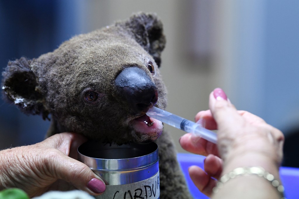 Kada stignu u bolnicu, koale se prvo trebaju hidrirati, budući da su neke od njih danima bile bez vode.