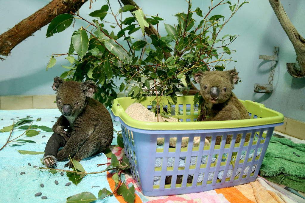 Prema najnovijim podacima na GoFundMe kampanji, bolnica je do sada spasila živote 31 koale.